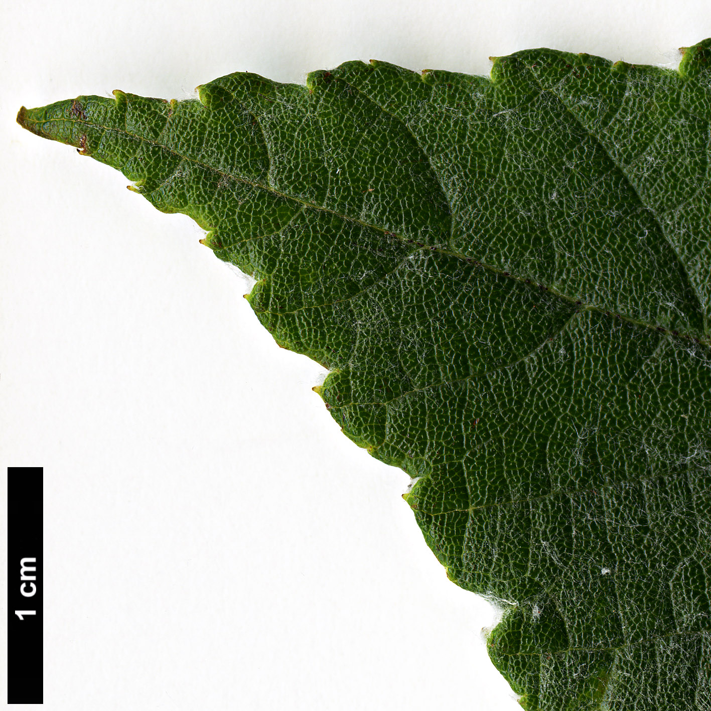 High resolution image: Family: Rosaceae - Genus: Sorbus - Taxon: sharmae